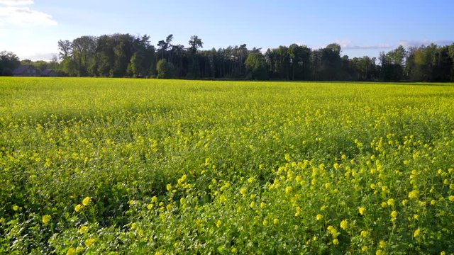 Gelbes Senf Feld mit blauen Himmel 