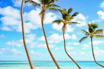 Caribbean palms against a sky with cloud and crystal sea water
