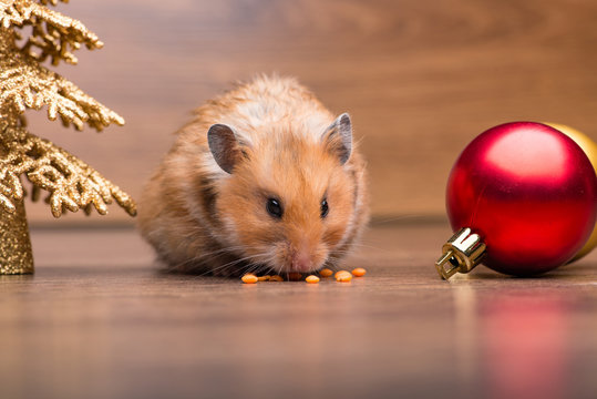 Cute hamster with santa hat on the table
