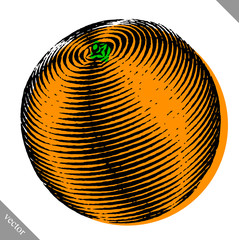 Engraved isolated color vector illustration of an orange