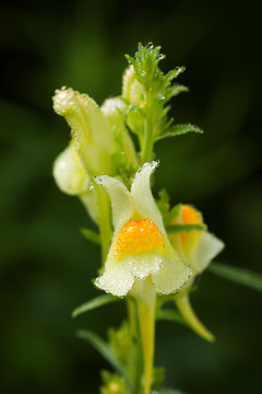 Linaria vulgaris flower or common toadflax flower or yellow toadflax flower or butter-and-eggs flower. Yellow flower in nature.