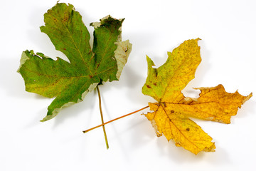 Isolated autumn leaves in a white background