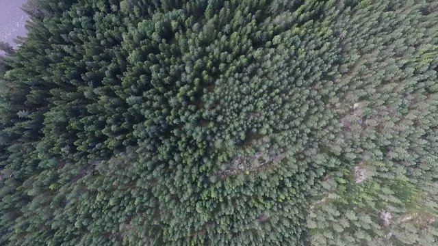 swedish forest in summer - sweden