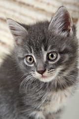 Fototapeta premium Grey kitten