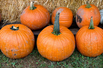 Halloween orange pumpkins in store just ready for sale