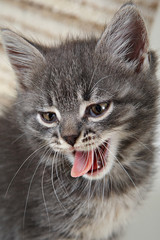 Grey kitten