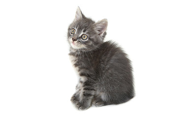 Grey kitten isolated on white