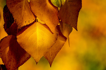 Autumn leaves