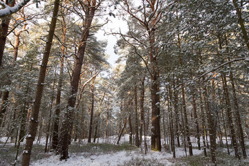 Chilly wintry forest near Prerow at the german Baltic Sea.