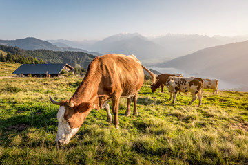 Cows on mountain pasture in the alps, Salzburg, Austria