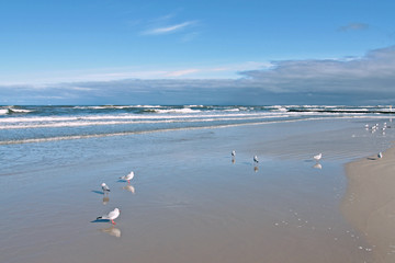 seagulls beach