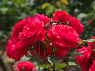 薔薇