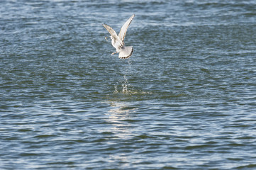 Bonaparte's Gull flipping fish