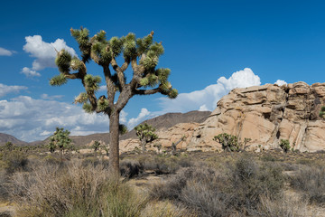 Joshua Tree National Park in California