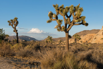 Joshua Tree National Park in California