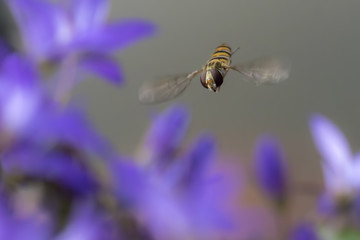 Marmalade hoverfly