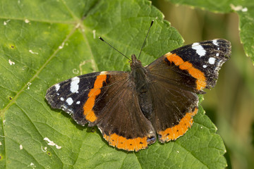 Red Admiral butterfly, Vanessa atalanta, top view