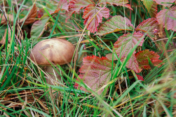 Forest mushroom wild in the forest