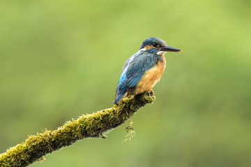 Kingfisher (atthis alcedo)closeup
