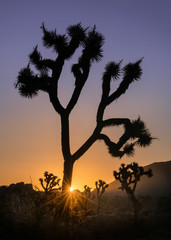 Fototapeta na wymiar Joshua Tree National Park in California
