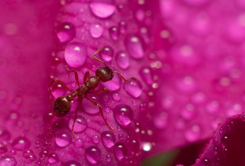 Ant among the dew drops