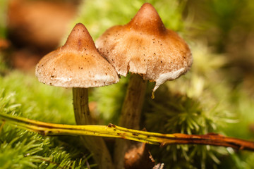 Beautiful forest mushroom.