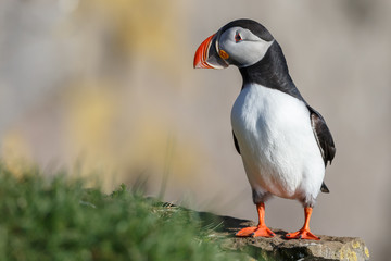 Puffin on the rocks at latrabjarg Iceland on a sunny day.

