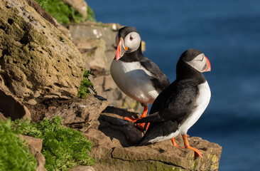 Puffin on the rocks at latrabjarg Iceland on a sunny day.

