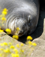 Elephant Seal Nap Time