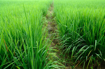 rice field