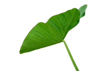 Fototapeta premium Caladium leave on white background