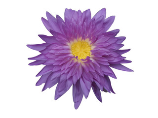 purple lotus flower on white background