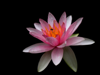 pink lotus isolated on black background
