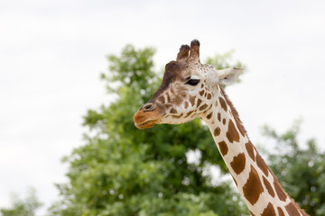 Giraffe