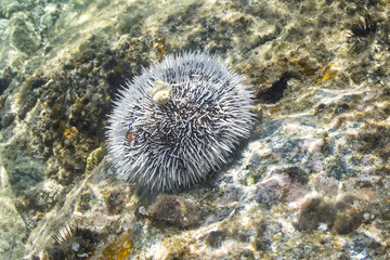 Naklejka na ściany i meble White sea urchin on Caribbean reef