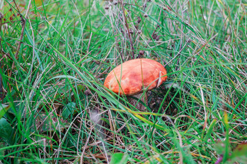 Forest mushroom wild in the forest