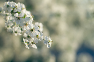 spring blossoming of trees;