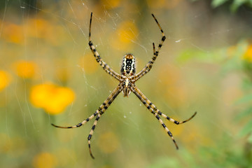La araña tiene la trampa lista para cazar sus presas.