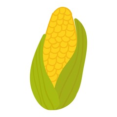 Corn cobs vector illustration.