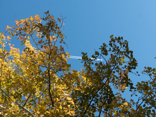 Airplane flying above me while i'm lost in the woods