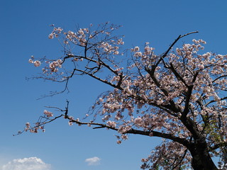 春の青空の下、開花した桜