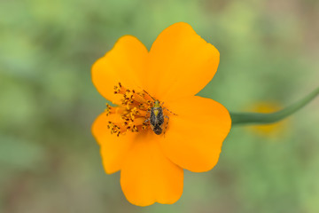 El insecto está comiendo el fruto de la flor.