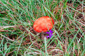 Forest mushroom wild in the forest