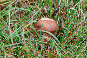 Forest mushroom wild in the forest