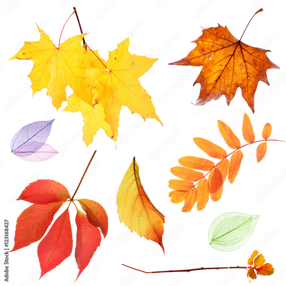 Wall mural set of autumn leaves isolated on white