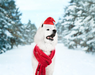 Fluffy samoyed dog wearing red scarf on beautiful winter landscape