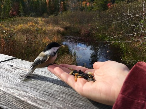 m&eacute;sange 