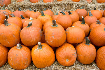 Halloween orange pumpkins in store just ready for sale