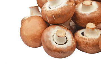 Champignon (True mushroom)