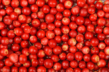 Lingonberry (Vaccinium vitis-idaea)